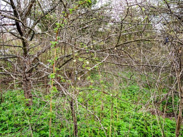 Underbrush Clearing in Odessa