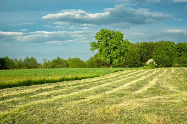 Cost of Vegetation Removal in Odessa