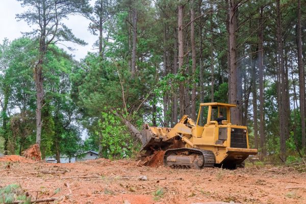 Forest Thinning in Odessa