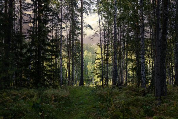 Pine Tree Clearing in Odessa