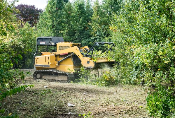 Pathway Clearing in Odessa