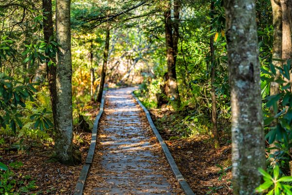 Cost of Trail Clearing in Odessa