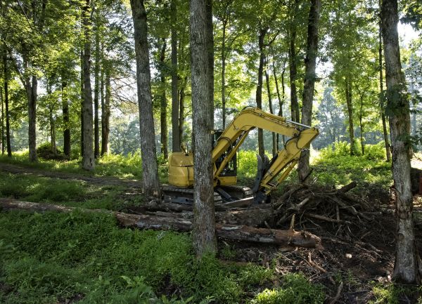 Bulldozer Brush Clearing