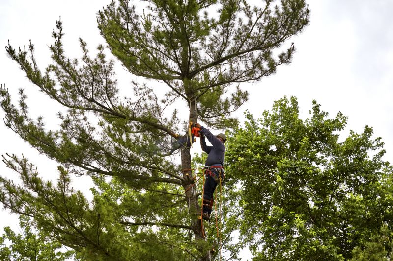 Tree Removal Services